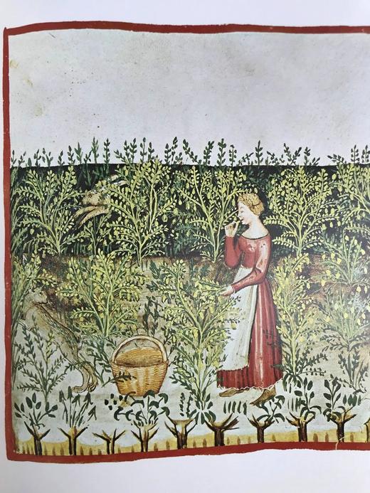 中世纪生活 数百幅插图 精装大16开 商品图9