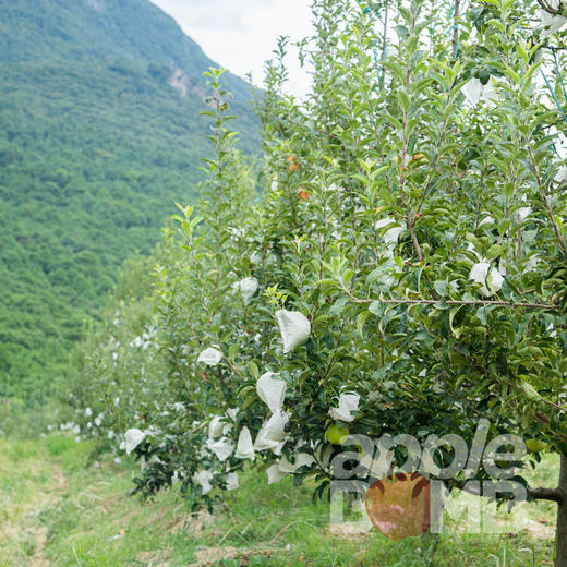 高原有机精品王林苹果 云南石林产  中通快递 商品图7