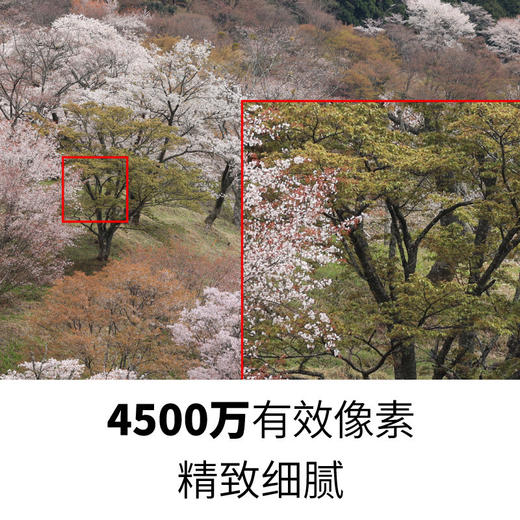 Canon/佳能 EOS R5 全幅专微8K微单相机 佳能R5专业微单相机（未税价） 商品图2