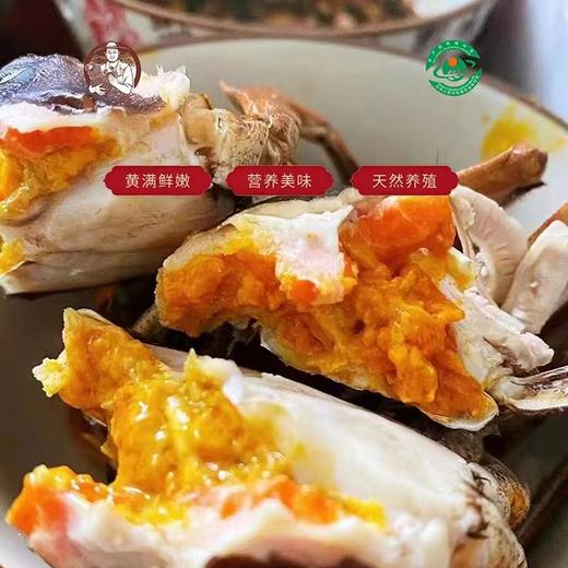 阳澄湖大闸蟹【阳澄半岛】【龙菲精选】 商品图5