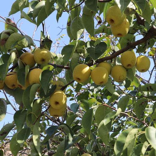 【包邮】密云长城小蜜梨 老北京热卖脆梨皮薄汁多梨子 甜白梨 3斤 新鲜水果 商品图6