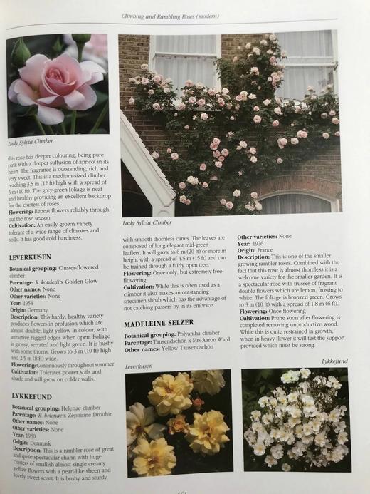 玫瑰图解百科全书（馆藏） 1000余幅彩色插图 精装大16开 商品图10