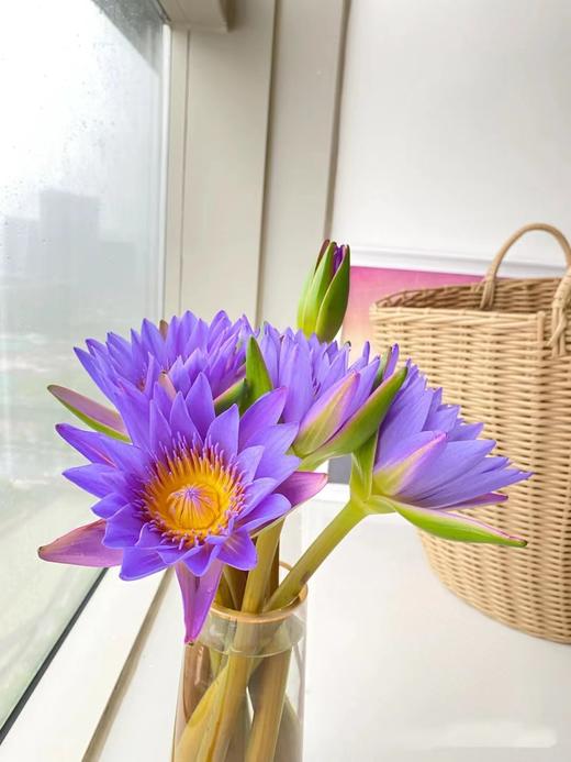 睡莲（四枝）蓝紫色/黄色颜色随机 商品图5