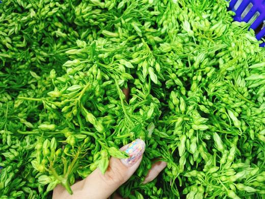 夜香花350g 商品图0