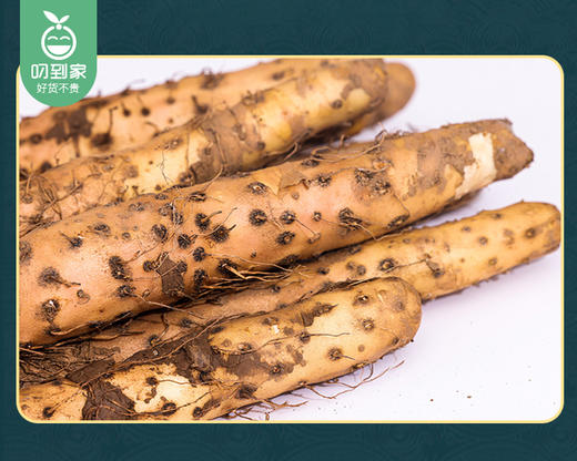 温县垆土铁棍山药（42-48cm）/1箱（2kg±100g） 商品图3