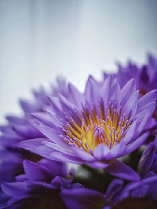 睡莲（四枝）蓝紫色/黄色颜色随机 商品图4