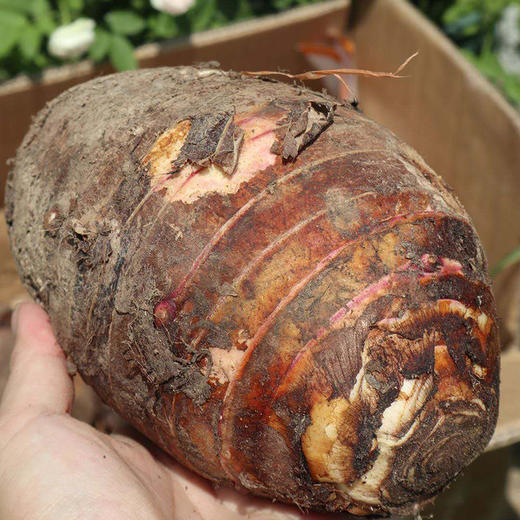 【芋见荔浦】广西荔浦芋头【快递停发，1月30日开始发货】 商品图3