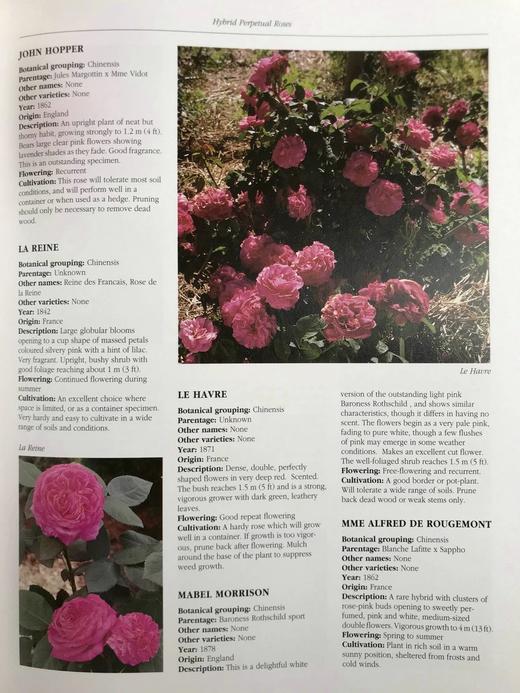 玫瑰图解百科全书（馆藏） 1000余幅彩色插图 精装大16开 商品图12