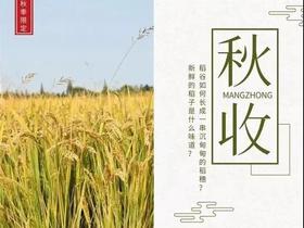 【田野小农夫亲子一日营】割水稻 | 打稻谷 | 运输晾晒 | 知农事，惜农辛，萌娃出击，田园之行正当时！