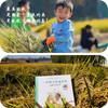 【田野小农夫亲子一日营】割水稻 | 打稻谷 | 运输晾晒 | 知农事，惜农辛，萌娃出击，田园之行正当时！ 商品缩略图1