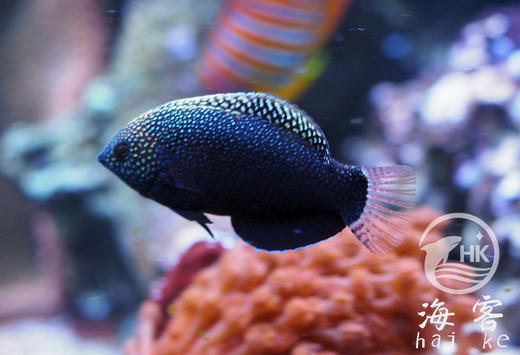 黑珍珠龙（翻沙） 商品图0