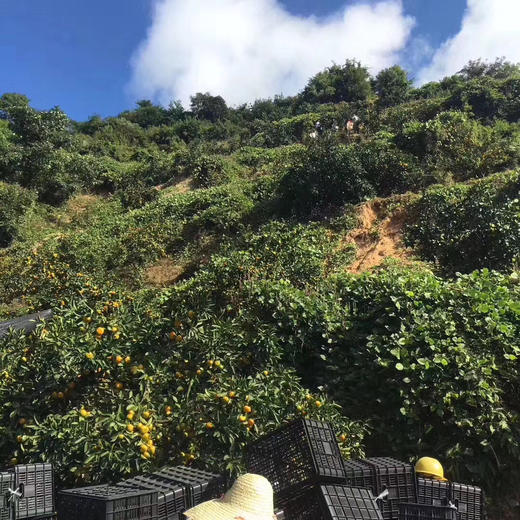 【高山 蜜桔】 高山蜜桔 ，当季时令鲜果，橘子特点皮薄肉嫩，口感好水分好，秋季补维C的好鲜果！ 商品图2