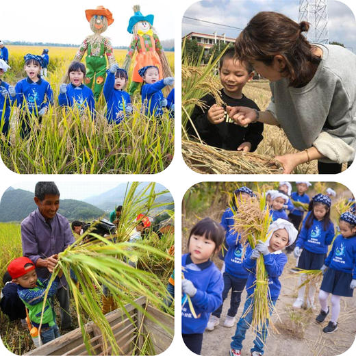 【田野小农夫亲子一日营】割水稻 | 打稻谷 | 运输晾晒 | 知农事，惜农辛，萌娃出击，田园之行正当时！ 商品图3