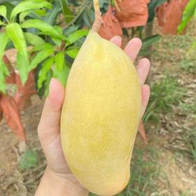 晚熟芒果 1000g/份