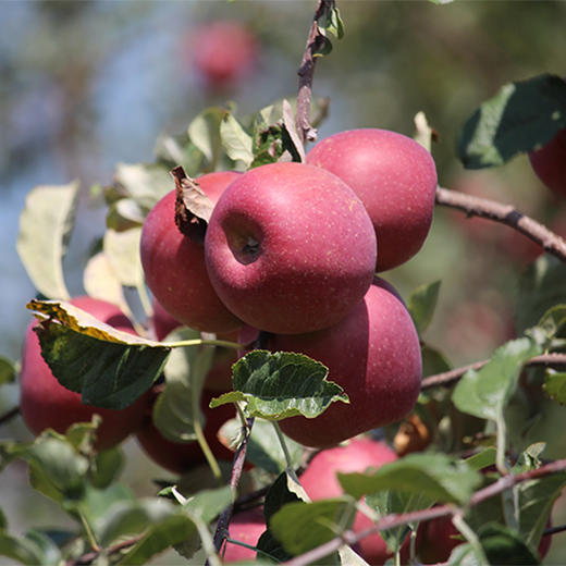 【果蔬精选】四川盐源丑苹果 长得丑吃着甜 糖心苹果18甜 肉质细密松脆多汁 不打蜡自带清香 安全放心还好吃 商品图5