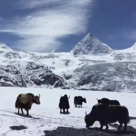 雪域鲜牦牛肉（散养）