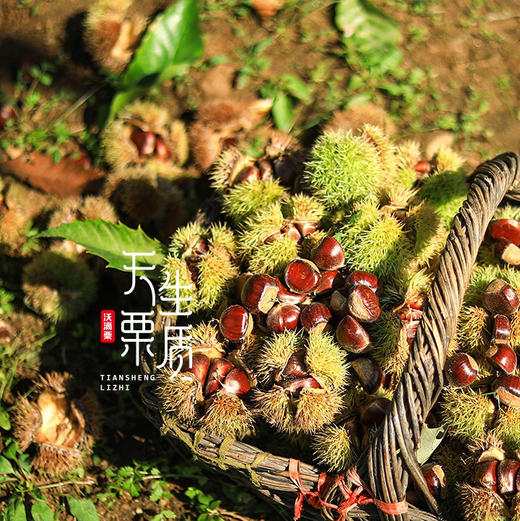 迁西燕山早丰板栗🌰即食板栗仁，天然的清甜，干爽糯香，颗颗粉糯，好吃不用剥，无任何添加，配料只有板栗！ 商品图9