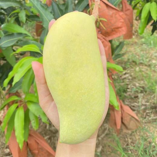 晚熟芒果 1000g/份 商品图1