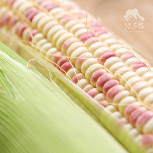 生态糯玉米  | 合作生产 *  Eco-Waxy corn  | Coproduction 商品图2