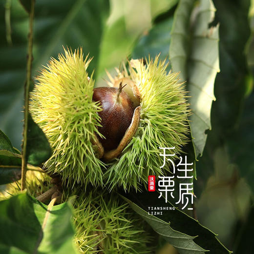 迁西燕山早丰板栗🌰即食板栗仁，天然的清甜，干爽糯香，颗颗粉糯，好吃不用剥，无任何添加，配料只有板栗！ 商品图8