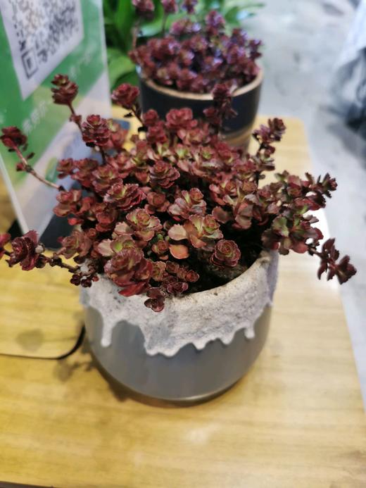 灰黑色盆多肉 商品图0