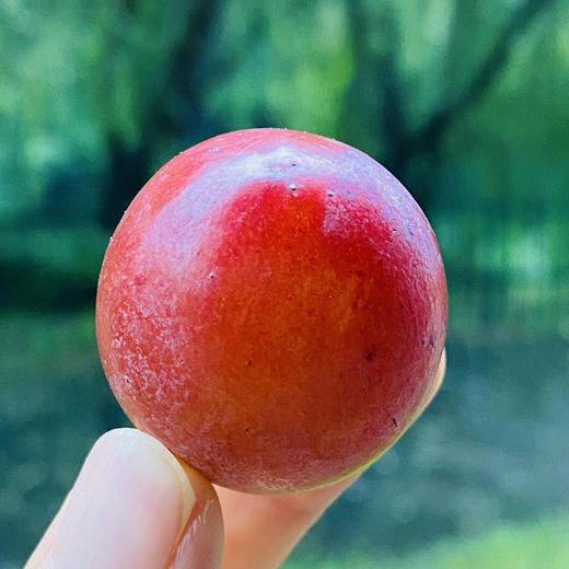 妮娜皇后葡萄  |  是欧美杂交种中最优秀的唯一的鲜红色、巨大粒品种，糖度可达25-27度。颗颗又大 又红，浑圆饱满，浑身透着高级感~ 商品图1