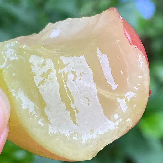 妮娜皇后葡萄  |  是欧美杂交种中最优秀的唯一的鲜红色、巨大粒品种，糖度可达25-27度。颗颗又大 又红，浑圆饱满，浑身透着高级感~ 商品图2
