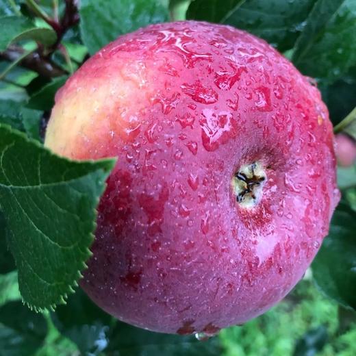 【果蔬精选】四川盐源丑苹果 长得丑吃着甜 糖心苹果18甜 肉质细密松脆多汁 不打蜡自带清香 安全放心还好吃 商品图2