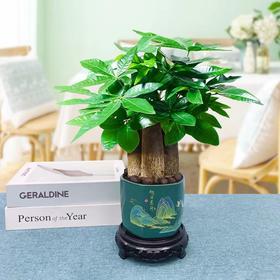 懒人高颜值桌面绿植推荐！