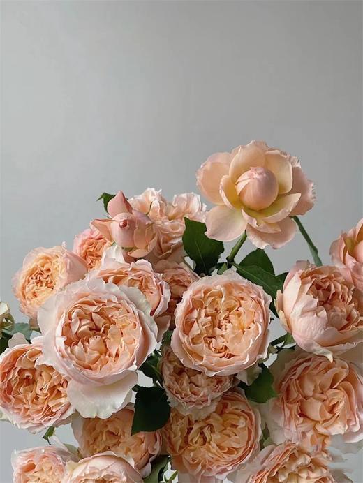 肯尼亚进口Julieta Honey蜂蜜朱丽叶塔多头5支 商品图4