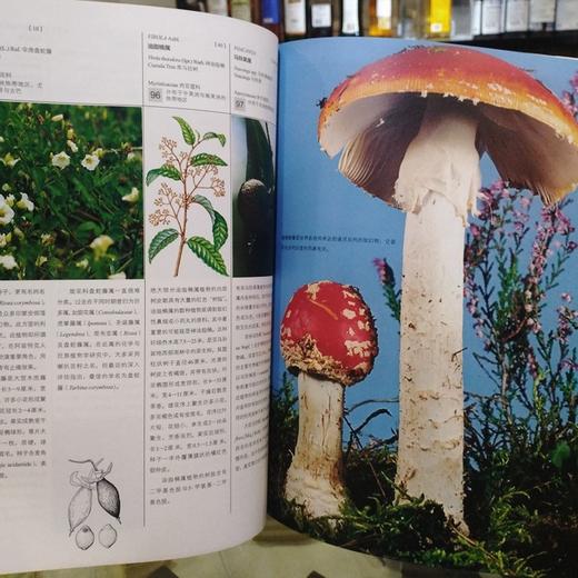 众神的植物 商品图9