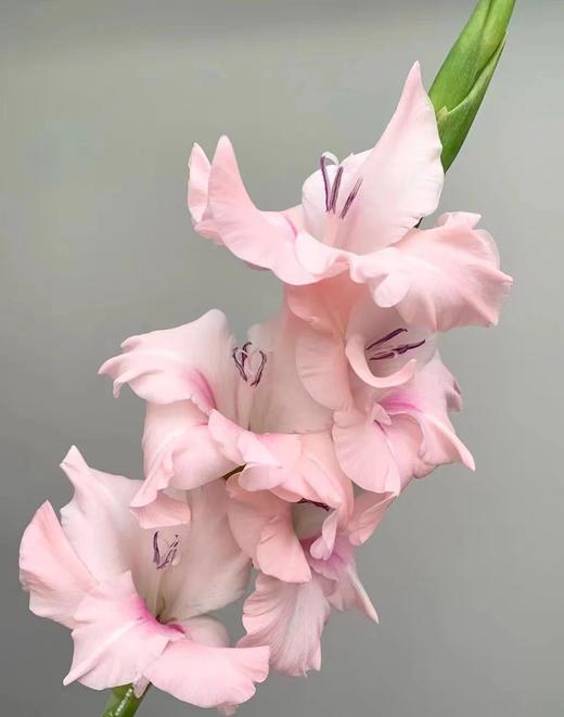 剑兰-阿迪娜 商品图0