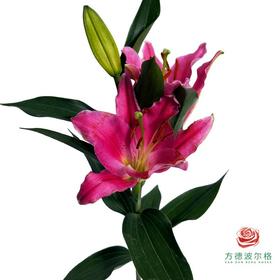 百合-西诺红多头 5枝一扎 有香味