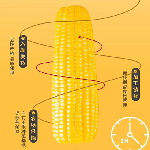 1小时锁鲜·傻小胖绿色玉米 黄河水天然灌溉 商品图3
