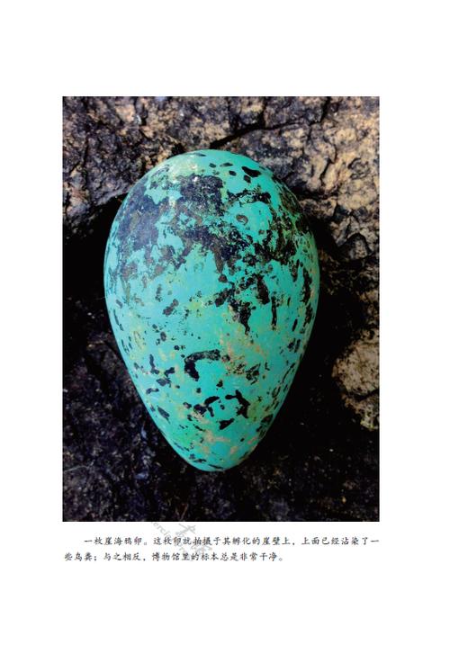 剥开鸟蛋的秘密（自然文库） 商品图1