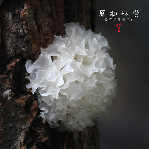 有机通江银耳露/银耳羹（成都仓库-顺丰包邮 ） | 192g*6瓶，原味/混合口味/无糖口味，来自广东珠海，生产者：广东瓢虫【合作生产，公平贸易】 商品图5