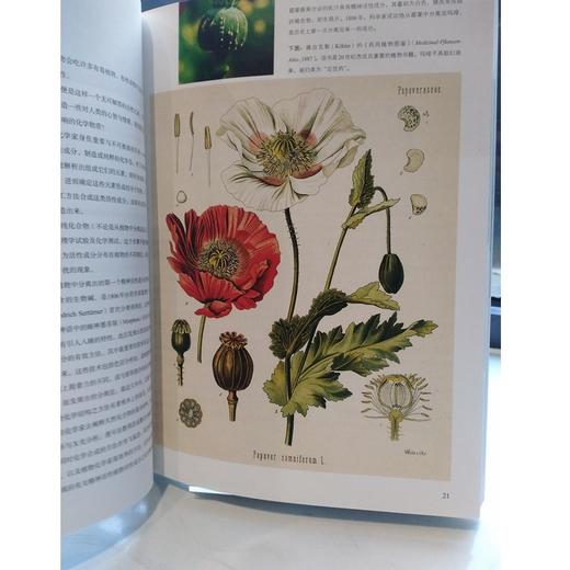 众神的植物 商品图6