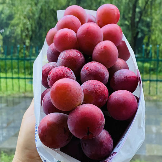 妮娜皇后葡萄  |  是欧美杂交种中最优秀的唯一的鲜红色、巨大粒品种，糖度可达25-27度。颗颗又大 又红，浑圆饱满，浑身透着高级感~ 商品图0