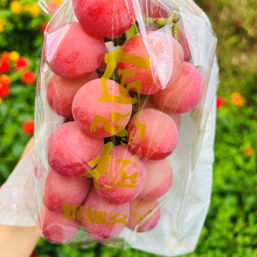 妮娜皇后葡萄  |  是欧美杂交种中最优秀的唯一的鲜红色、巨大粒品种，糖度可达25-27度。颗颗又大 又红，浑圆饱满，浑身透着高级感~ 商品图4