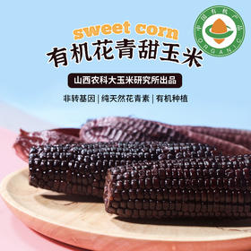 有机花青甜玉米 黑玉米