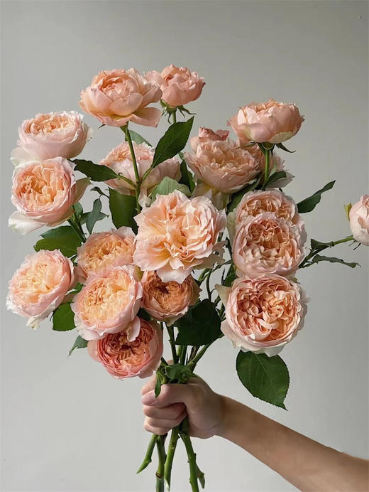 肯尼亚进口Julieta Honey蜂蜜朱丽叶塔多头5支 商品图2