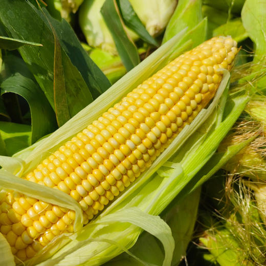 1小时锁鲜·傻小胖绿色玉米 黄河水天然灌溉 商品图1