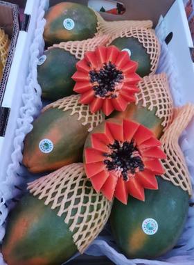 XZG-非转基因红心木瓜 约1.3斤/个～12.8元