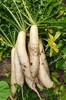 白萝卜 商品缩略图1
