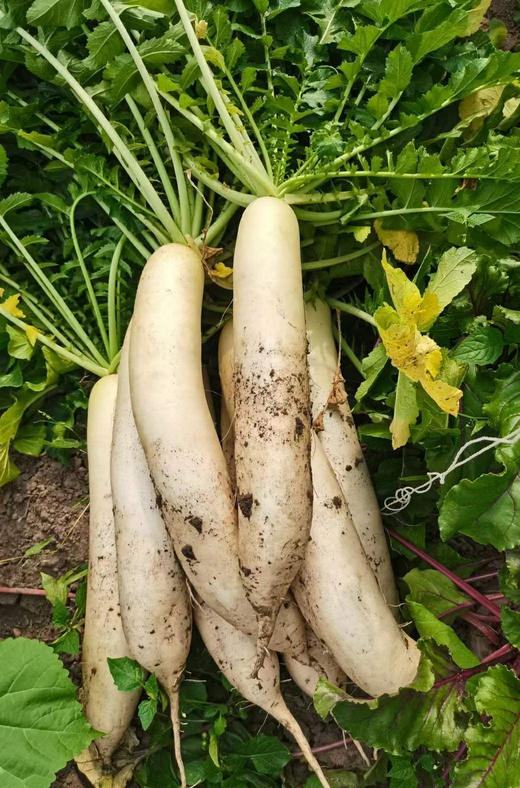 白萝卜 商品图1