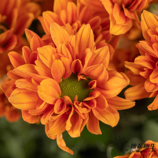 小菊 ｜ 橘子汽水（夏季颜色偏淡） 商品图0