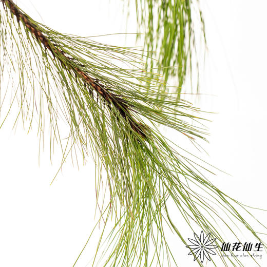 叶材 | 青松 商品图2