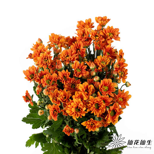 小菊 ｜ 橘子汽水（夏季颜色偏淡） 商品图1