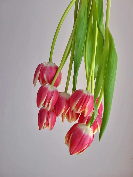 优选方德爱丽丝郁金香9支 商品图9