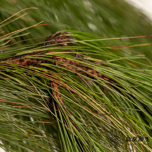 叶材 | 青松 商品图1